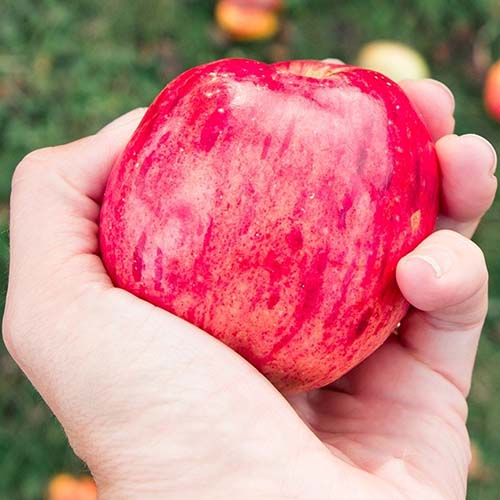 A hand holding a red apple