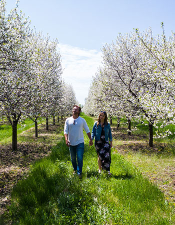 A couple walking among the cherry blossom trees.