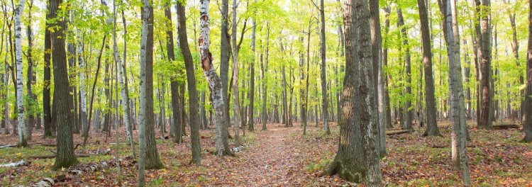 Wooded trail through the trees