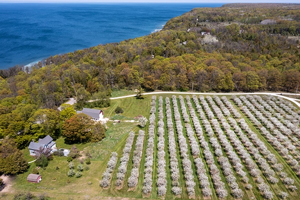 A cherry blossom orchard near a body of water